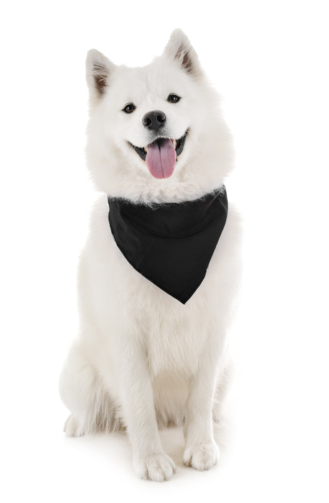 6 Pack Polyester Dog Bandanas Solid Colors Regular Size (Black)