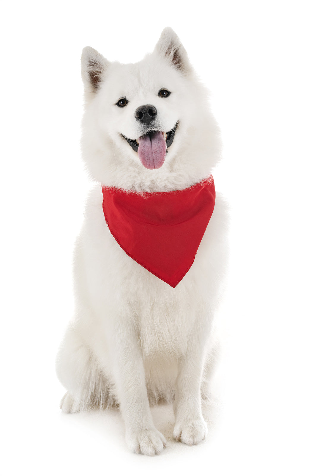 Pack of 6 Cotton Dog Bandanas Solid Colors Regular Size (Red)