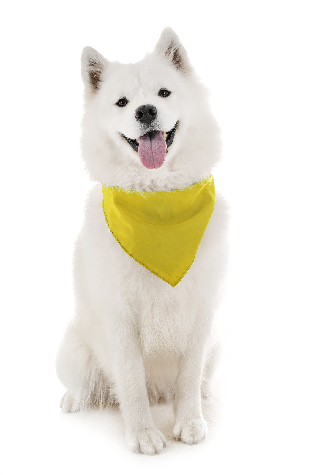 Pack of 6 Cotton Dog Bandanas Solid Colors Regular Size (Yellow)