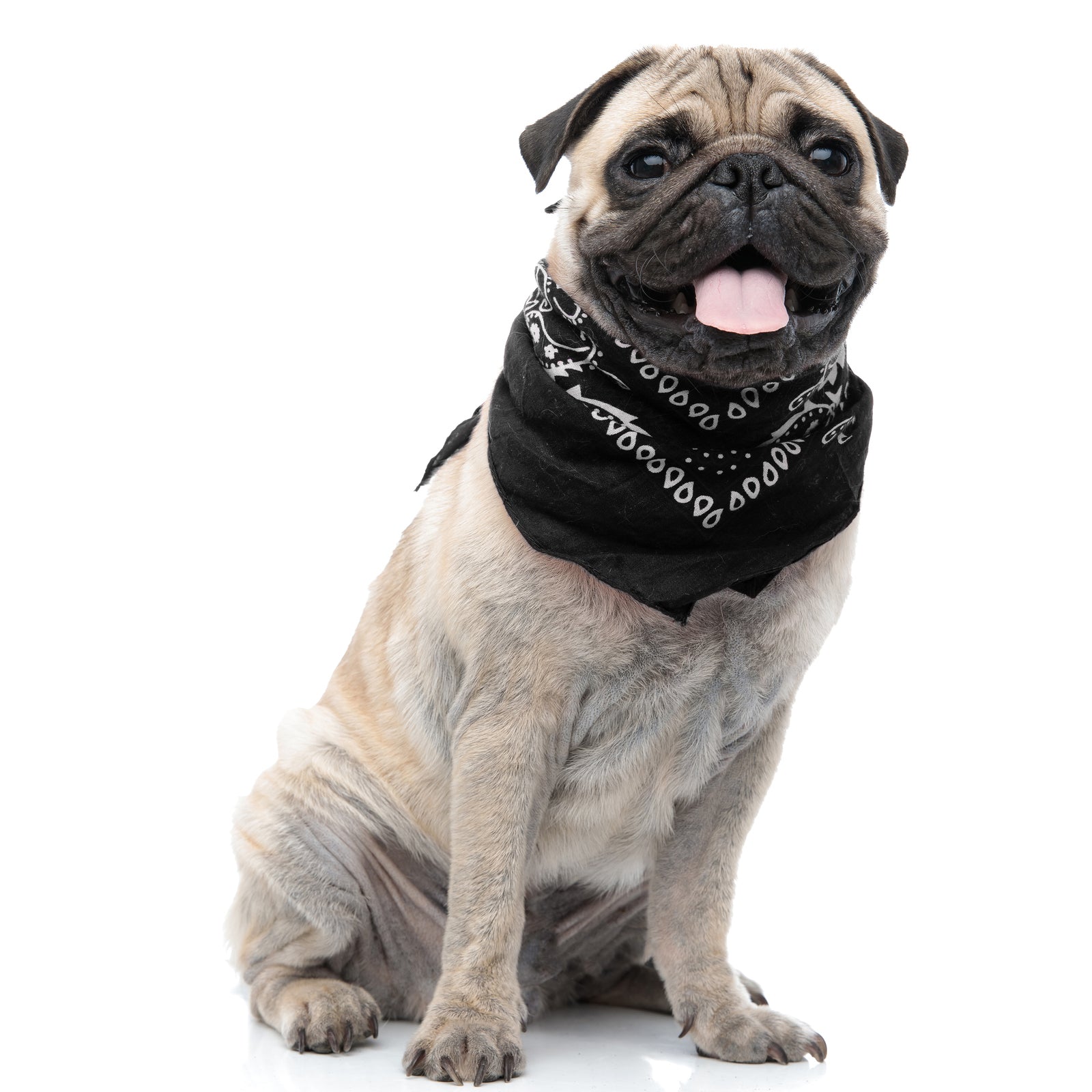 6 Pack Cotton Paisley Dog Bandanas Regular Size (Black)