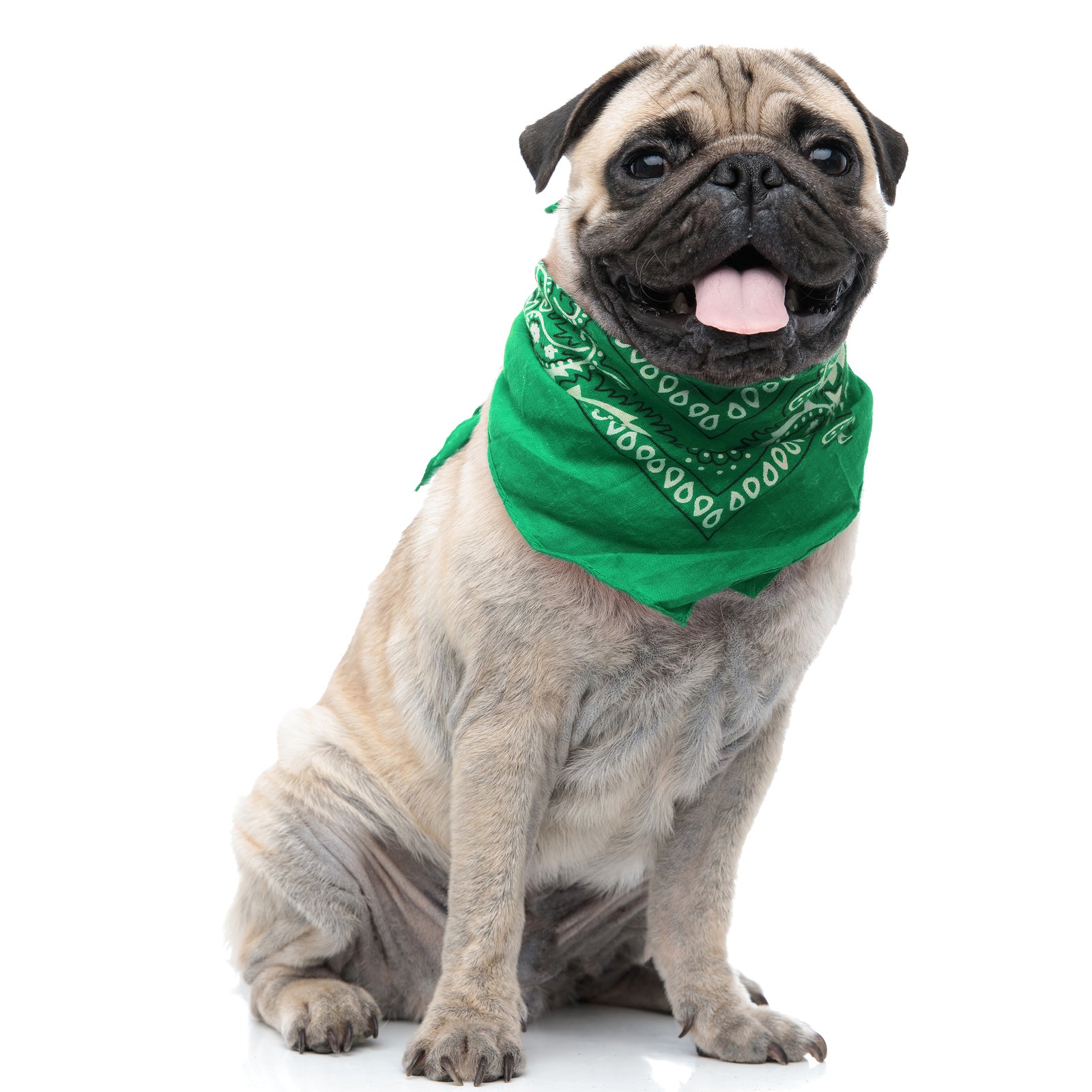 6 Pack Cotton Paisley Dog Bandanas Regular Size (Green)