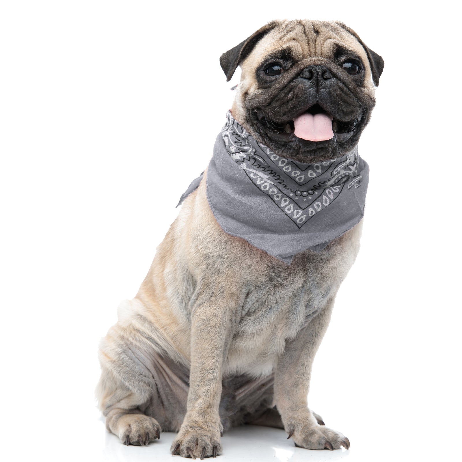 6 Pack Cotton Paisley Dog Bandanas Regular Size (Grey)