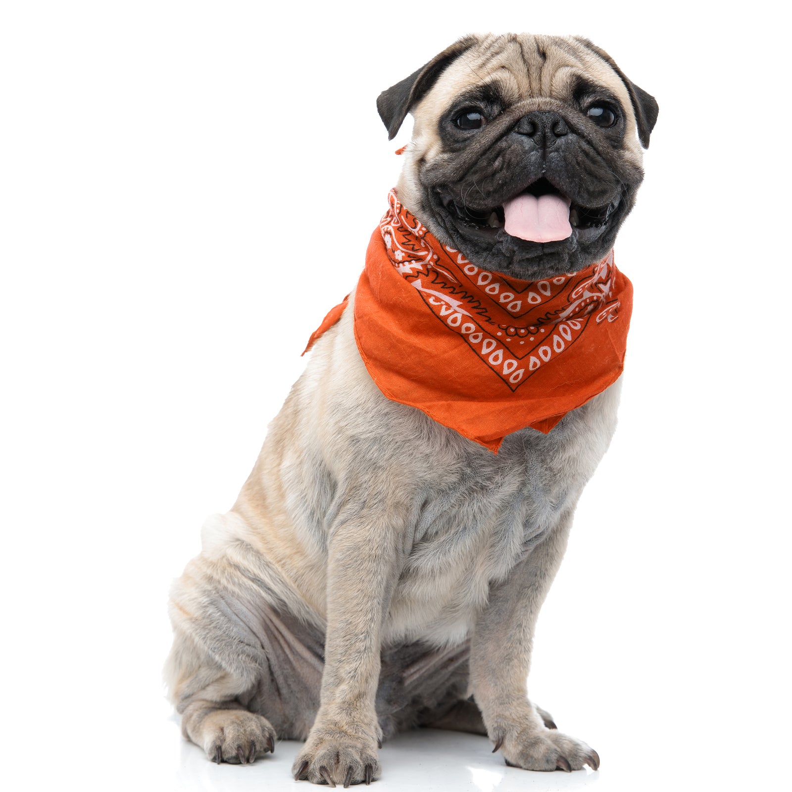 6 Pack Cotton Paisley Dog Bandanas Regular Size (Orange)