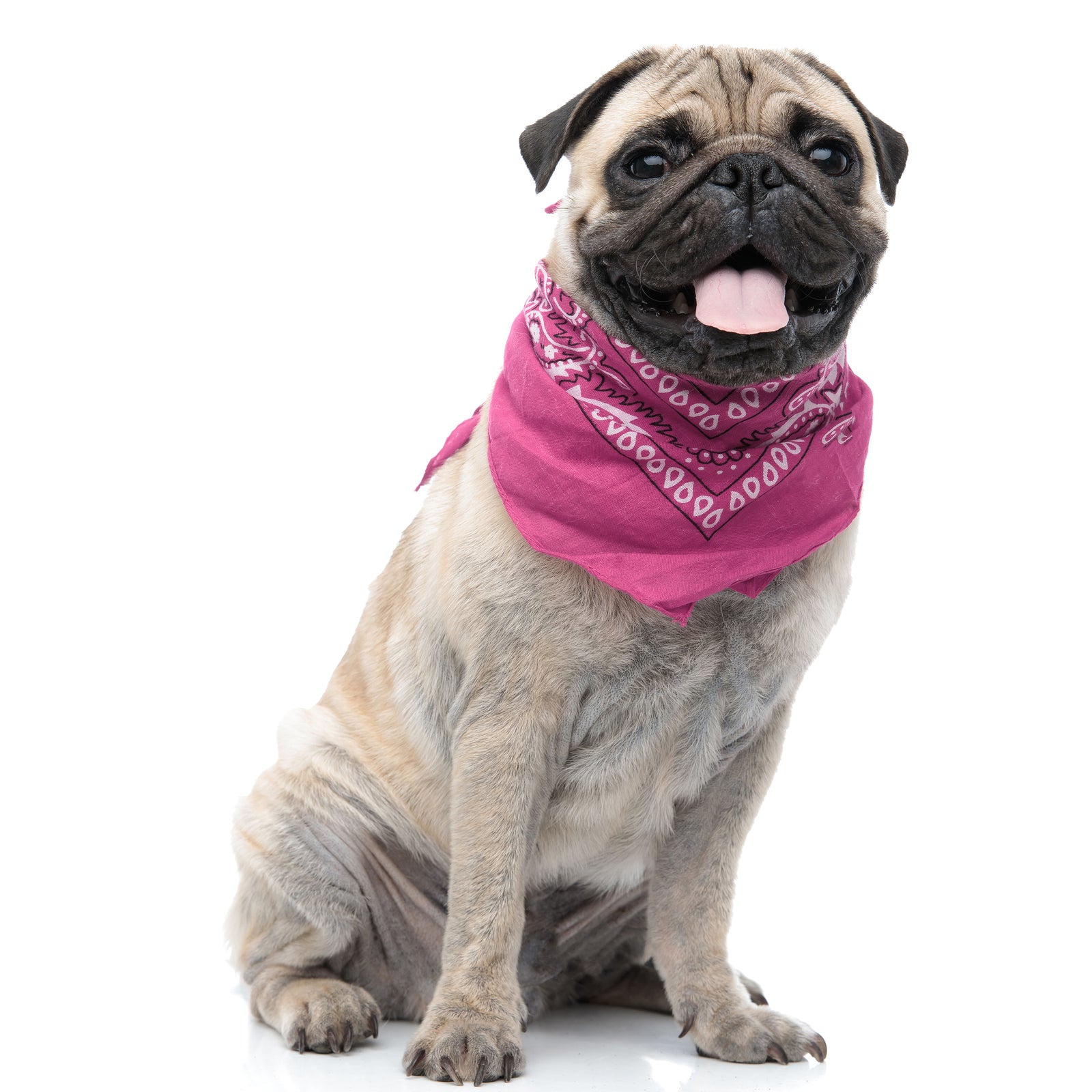 6 Pack Cotton Paisley Dog Bandanas Regular Size (Hot Pink)