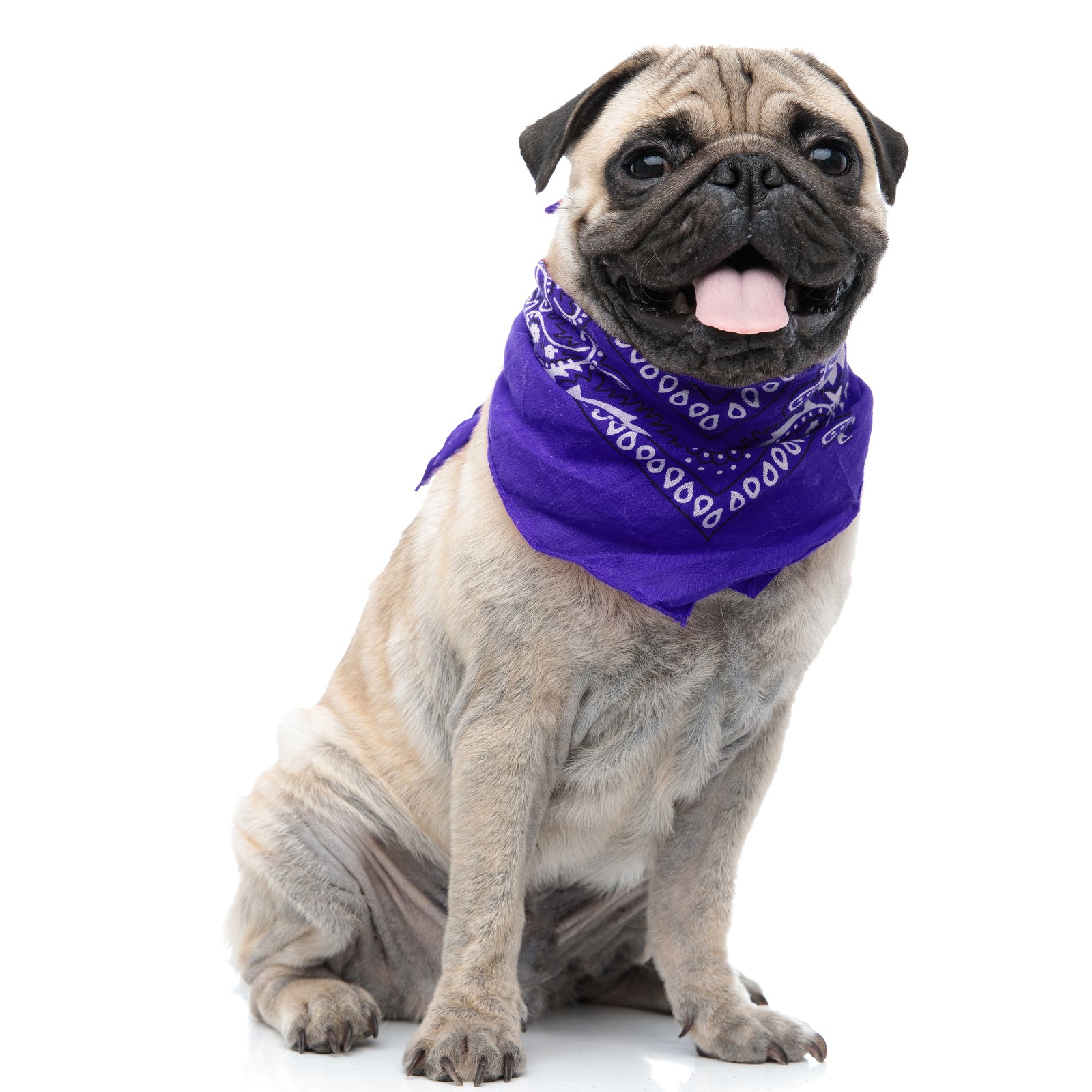 Pack of 6 Polyester Dog Bandanas Paisley Design Regular Size (Purple)