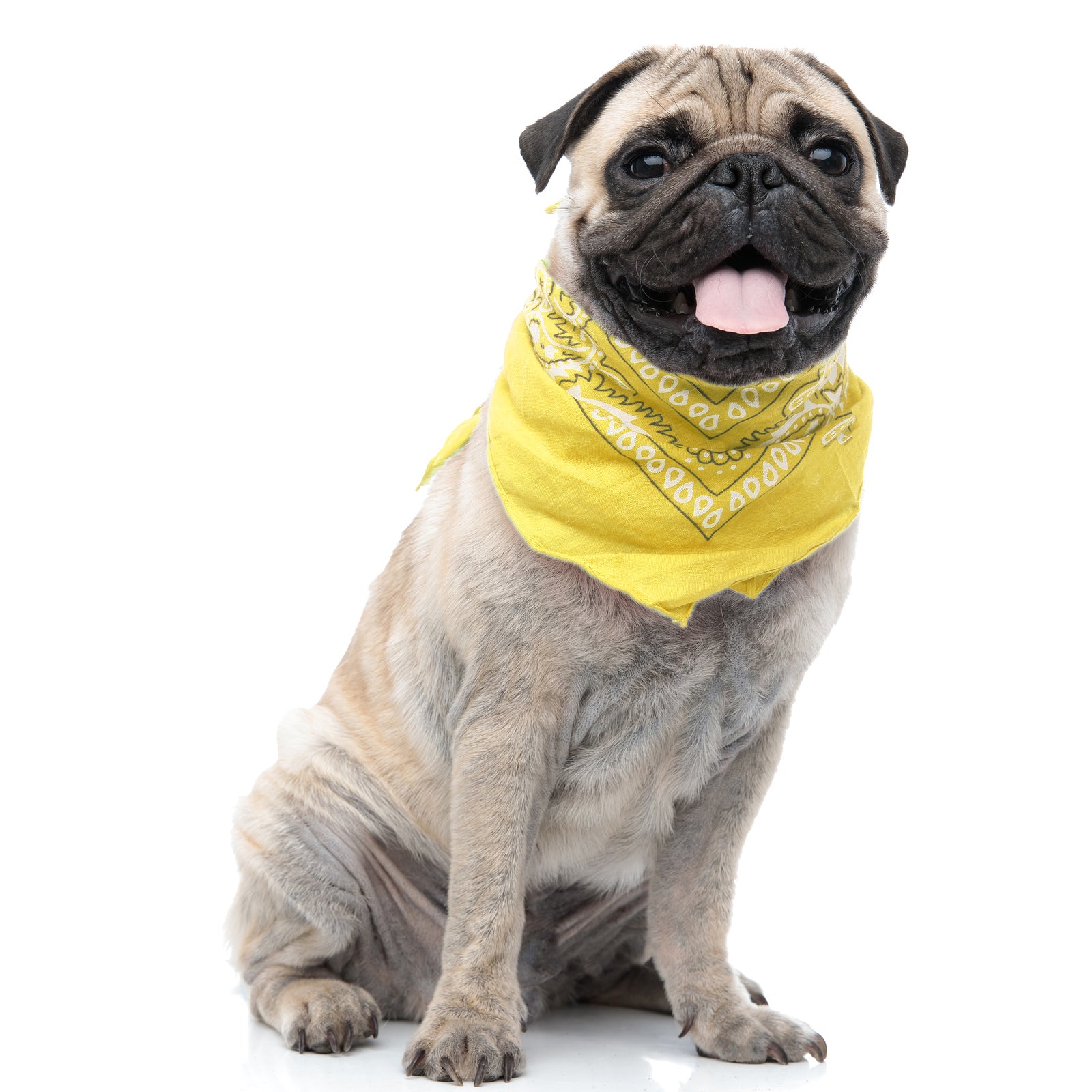 Pack of 6 Polyester Dog Bandanas Paisley Design Regular Size (Yellow)