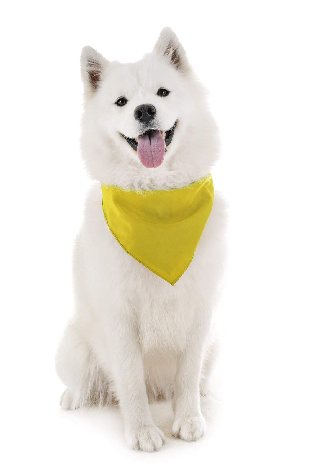 Balec Dog Solid Bandanas - 4 Pieces - Scarf Triangle Bibs for Any Small, Medium or Large Pets