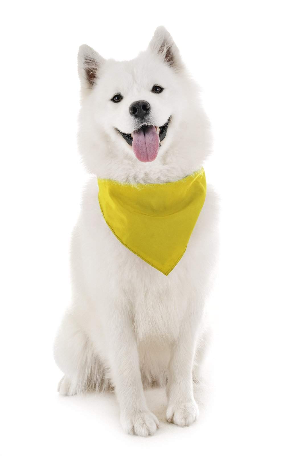 Plain 2024 dog bandanas