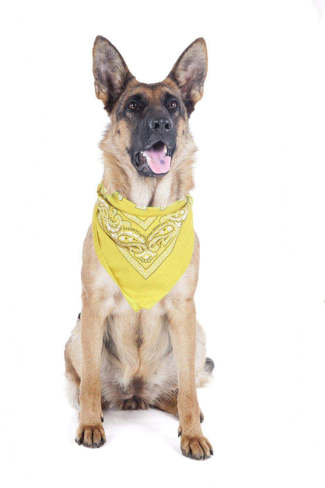 Balec Paisley Polyester Pets 6 Pack Dogs Bandana Triangle Shape  - Oversized