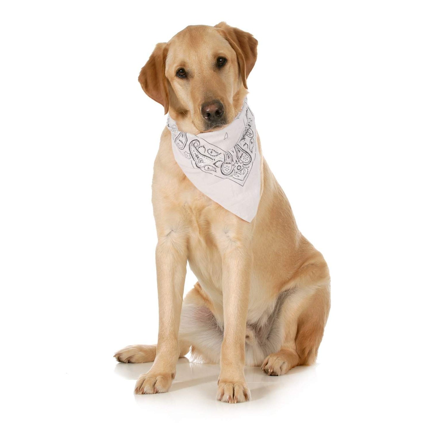 3-Pack Paisley Cotton Dog Scarf Triangle Bibs  - XL and Washable